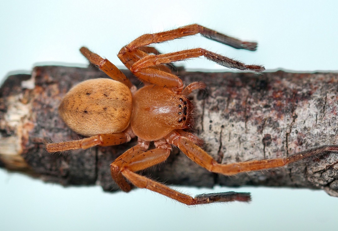 Olios argelasius, femmina - Gargano (FG)